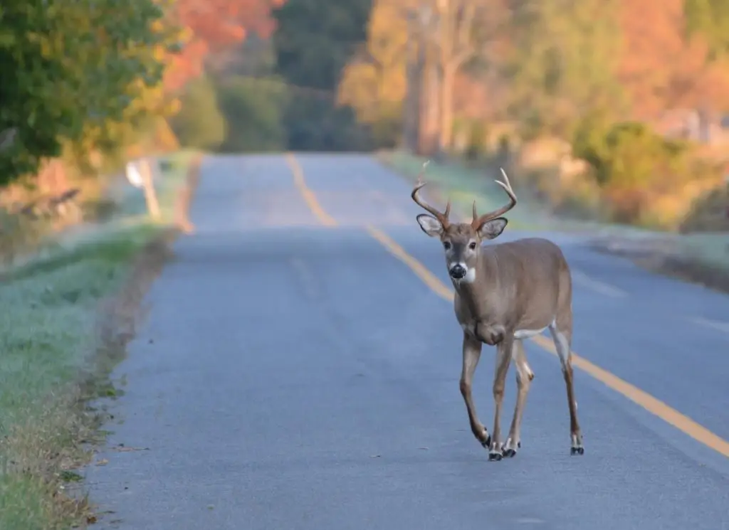 Steps to Take if You’ve Hit an Animal With Your Vehicle